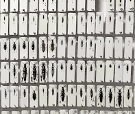 Ukázka preparátů s kopulačními orgány ve sbírkové krabici