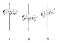 Preparace napíchnutím - pozice