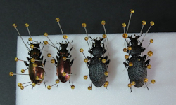 Ukázka preparace napíchnutím