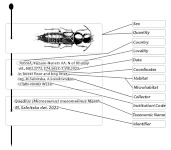 Ukázka umístění údajů na štítcích pod preparátem (lokalitní a determinační štítek)