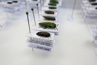 Výsledek preparace menších exemplářů