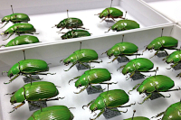 Výsledek preparace větších exemplářů