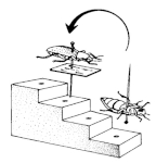 Ukázka použití výškáčku při preparaci většího exempláře