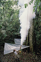 Sběr z vysokých pater stromů fumigací