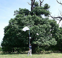Sběr z vysokých pater stromů smýkačkou