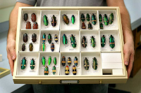 Ukázka suché sbírky