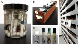 Examples from the wet collection